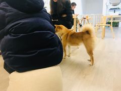 -柴迷FANS CLUB·柴犬狗咖·猫咖