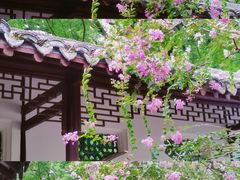 -上海醉白池公园