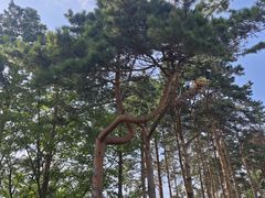 -黑龙江省森林植物园