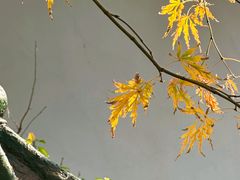 -秋霞圃