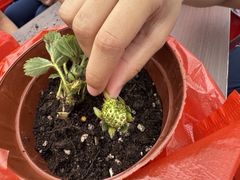 -广东花都香草世界旅游度假区