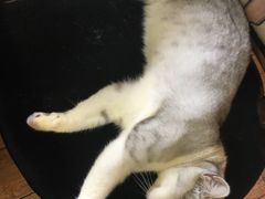 -more than meow吴止猫主题餐厅(承德 中船汇店)