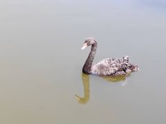 -成都南湖公园