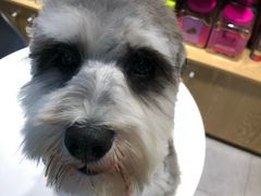 -帕帕拉兹宠物(亚洲旗舰店)