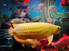 -上海海洋水族馆