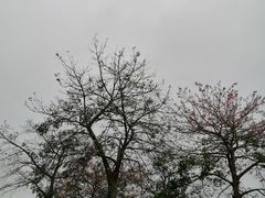 -东部华侨城