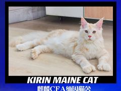 -十年猫舍·猫咪专门店(普陀店)