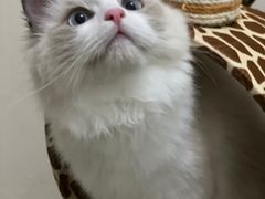 -lincat·猫舍(广州店)