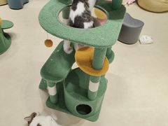 -COLOR PETS 撸猫馆·购猫·猫咖(长风大悦城店)