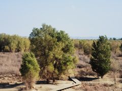 -金塔沙漠胡杨林景区