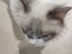 -藏猫猫咖啡主题馆(中央大道店)