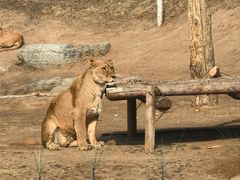 -北京野生动物园