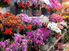 -双季花艺园艺市场(浦东店)