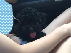 我们这三个娃也是在这家医院看的，医生，护士都很好，我们都是康医生给看的，非常好的医生，今个也来点个赞，棒棒哒-甄爱宠物医院(疏影路店)