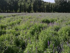 -紫海香堤香草艺术庄园