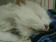 -康乐宝动物医院