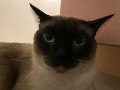 -猫儿山۰猫主题餐厅