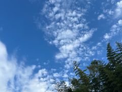 -鲁山国家森林公园