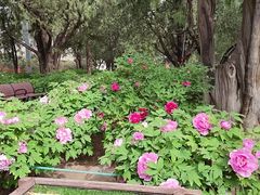 -北京市劳动人民文化宫(太庙)