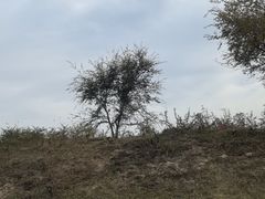 -御道口草原森林风景区