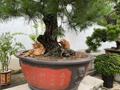 -龙华素斋(龙华路店)