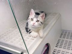 -lincat·猫舍(广州店)