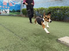-宠物寄养训练学校