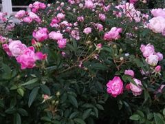 -人民公园(罗湖区)