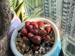 -龙大花卉苗木市场