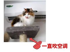 -翊宠yipet猫狗购宠庄园犬舍•猫舍