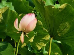 -四川大学(华西校区)