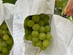 -马陆小张葡萄园农家乐