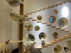 -猫域·湾主题猫咖·宠物吧(南坪城市广场店)