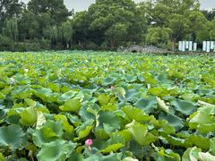 -无锡蠡湖国家湿地公园-蠡园