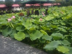 -洪湖家庭农场·团建·露营·会议