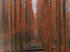 -黄海国家森林公园