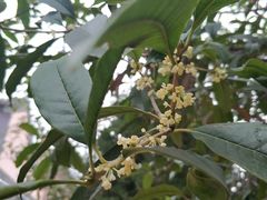 -长春观斋补堂素菜馆