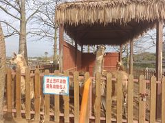 -王借岗森林公园