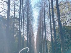 -上海滨江森林公园
