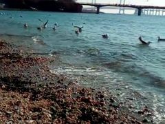 -星海湾跨海大桥