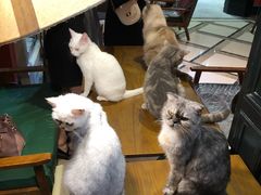 -猫色咖啡·猫咖