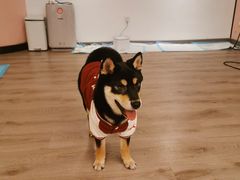 -浣熊柯尔鸭土拨鼠·电玩咖