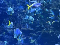 -香港海洋公园