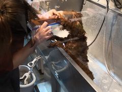 -PETKIT 小佩宠物·低压洗护·美容·寄养(安远店)