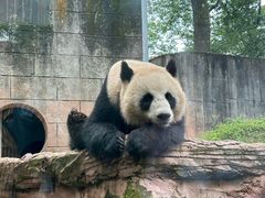 -中国大熊猫保护研究中心雅安碧峰峡基地