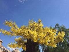 iphone_upload_pic-大汗行宫园林餐厅