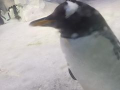 -芜湖新华联大白鲸海洋公园