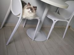 -喵的天空名猫咖啡馆·撸猫·猫舍·用品