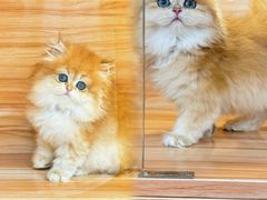 -猫十亿·布偶金渐层·曼基康矮脚猫舍(青年路店)