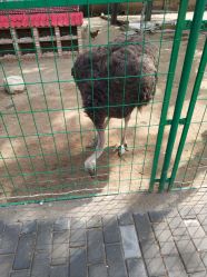 -上美四季动物农场